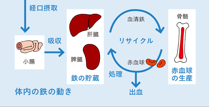 ランナーと貧血 スランプの原因は 鉄欠乏性貧血 かも